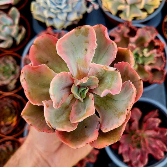 Echeveria "Chantilly Marginata" variegata
