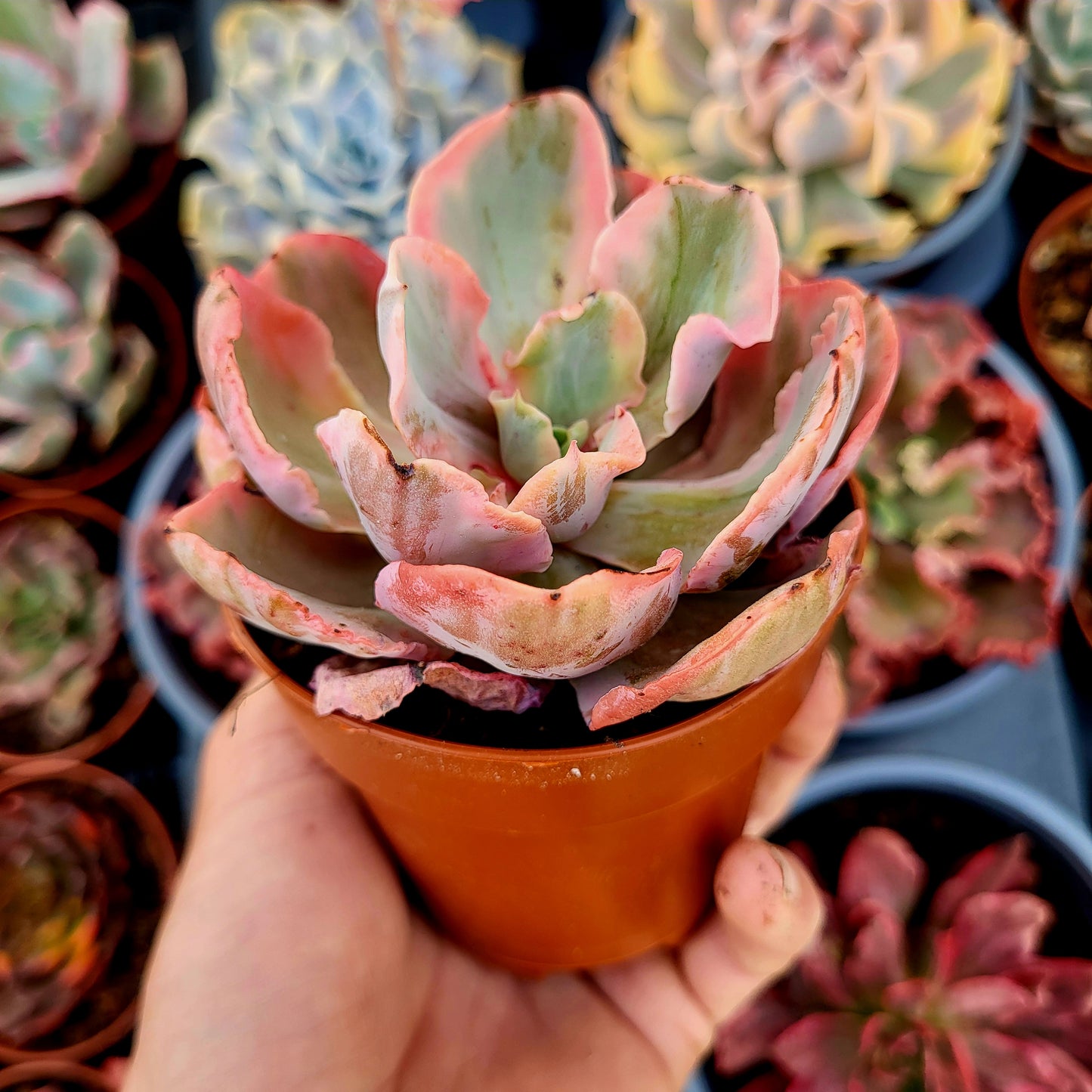 Echeveria "Chantilly Marginata" variegata