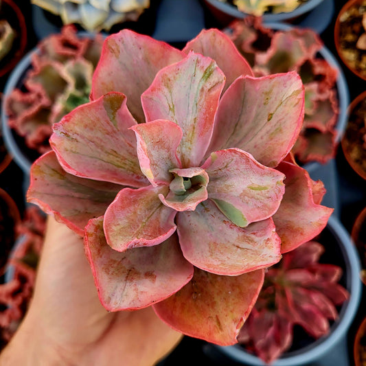 Echeveria "Chantilly Pink Blush" variegata