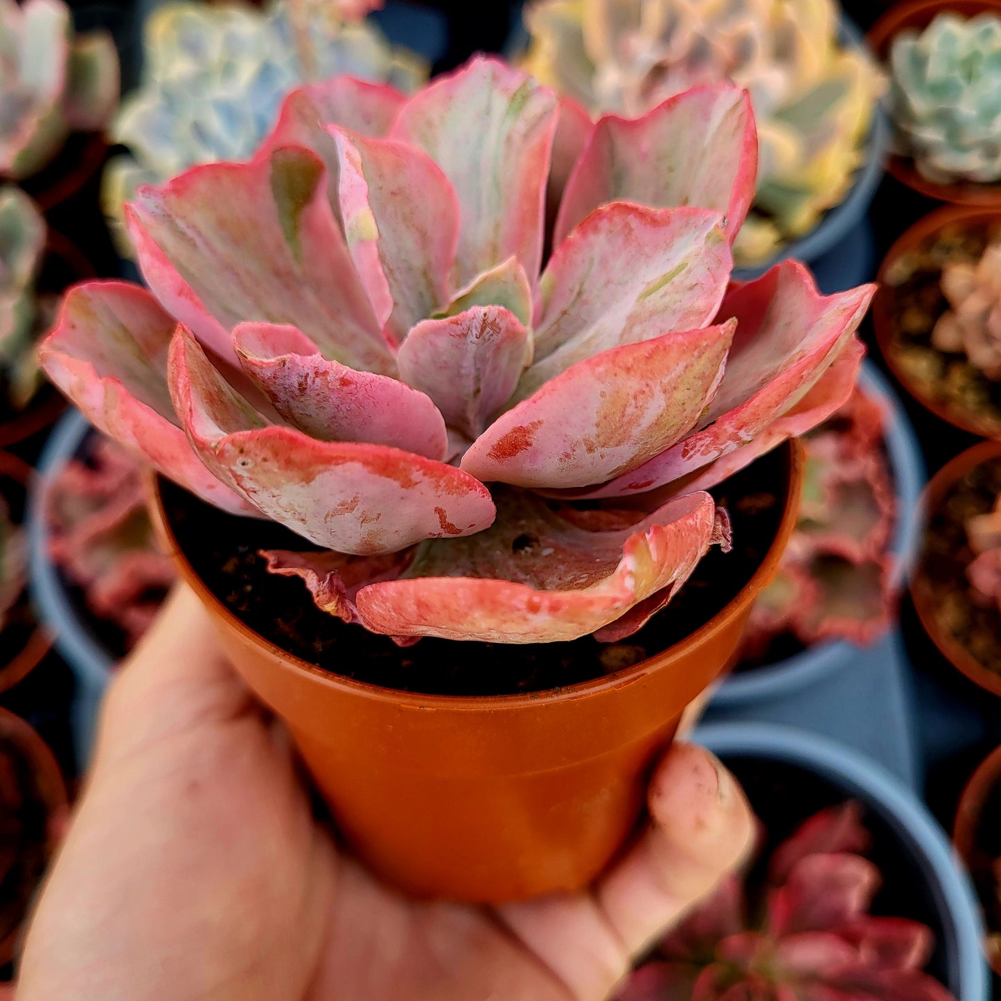 Echeveria "Chantilly Pink Blush" variegata