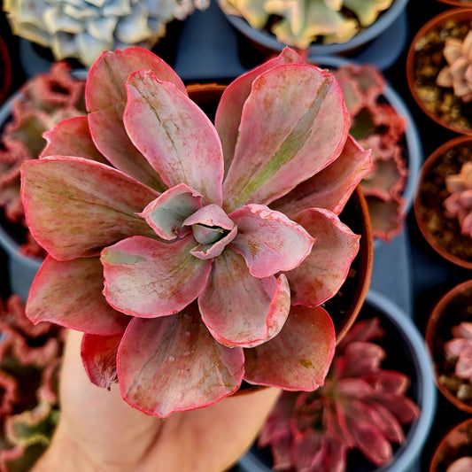 Echeveria "Chantilly Pink Blush" variegata