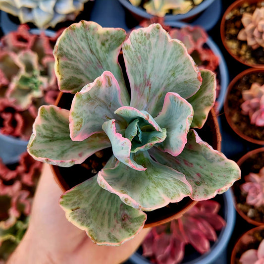 Echeveria "Chantilly Dragon Fin" variegata