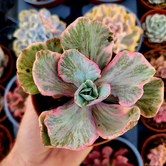 Echeveria "Chantilly Dragon Fin" variegata
