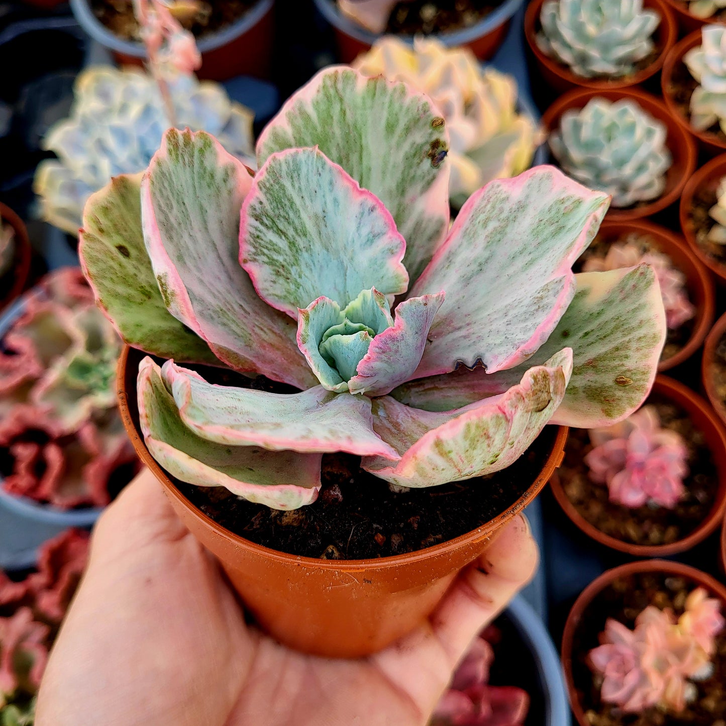 Echeveria "Chantilly Dragon Fin" variegata