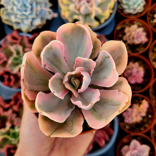 Echeveria "Chantilly Pink Angel" variegata