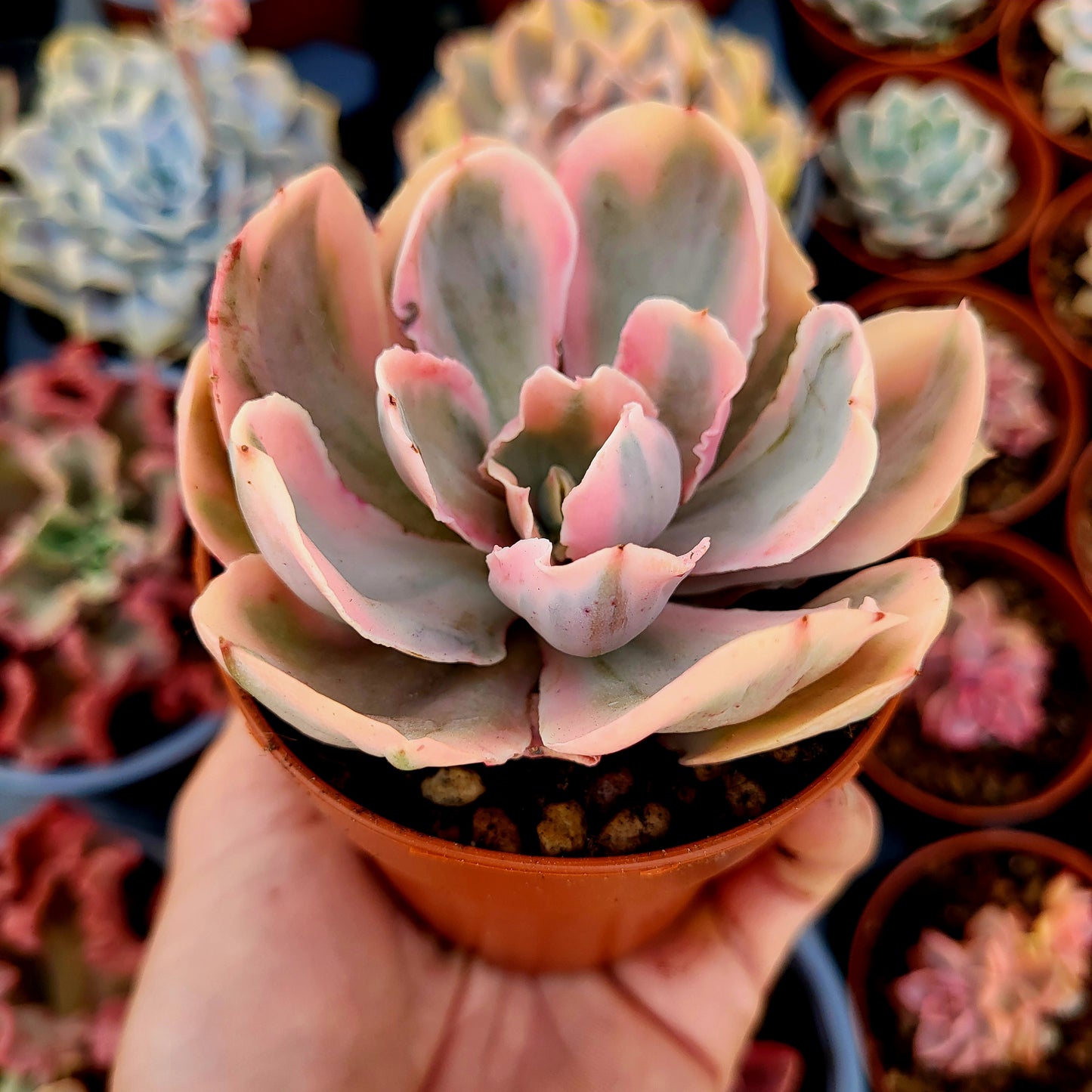 Echeveria "Chantilly Pink Angel" variegata