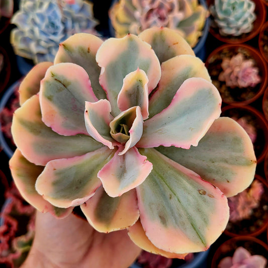 Echeveria "Chantilly Pink Angel" variegata