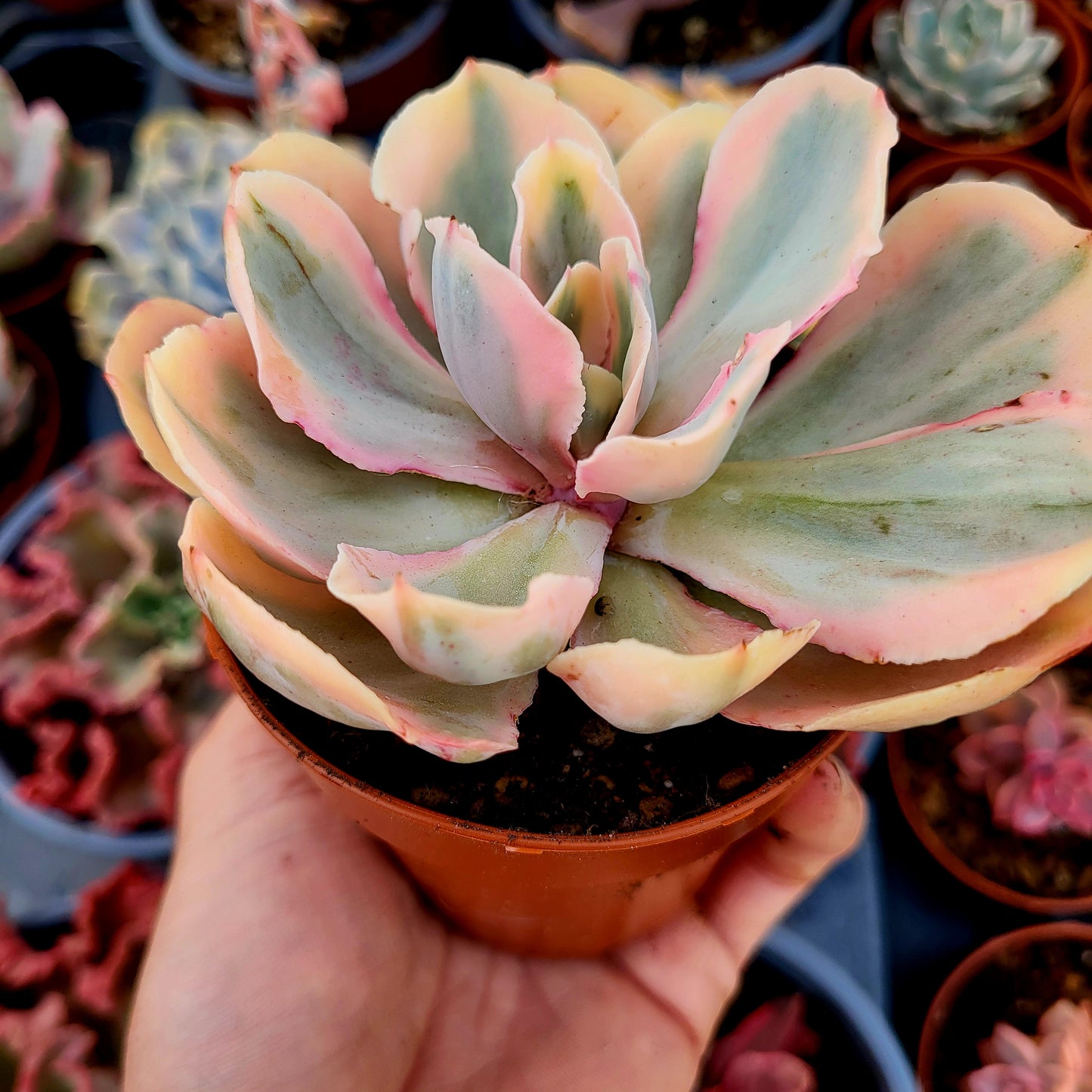 Echeveria "Chantilly Pink Angel" variegata
