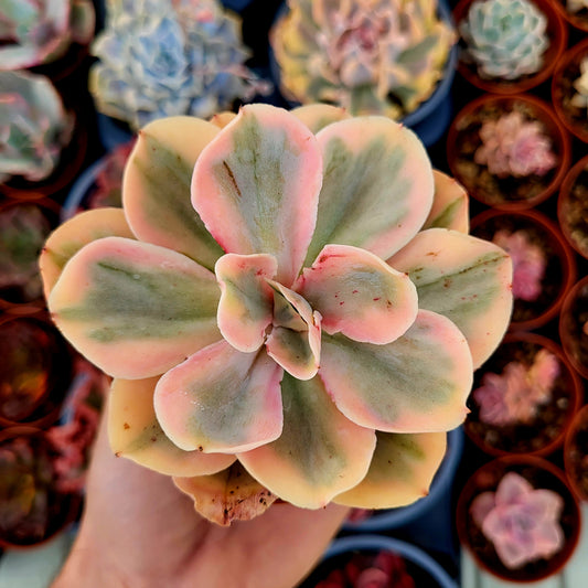 Echeveria "Chantilly Pink Angel" variegata