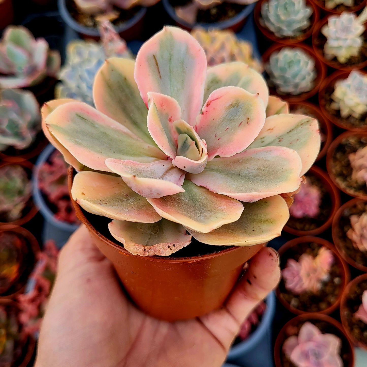 Echeveria "Chantilly Pink Angel" variegata