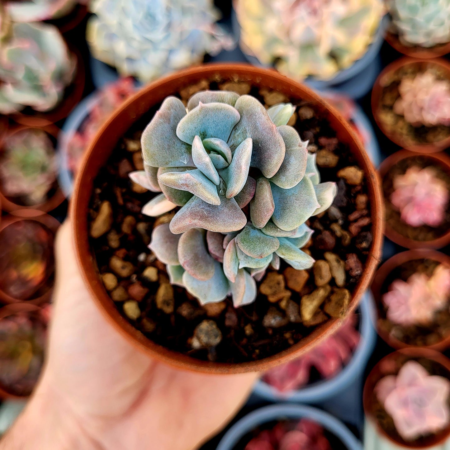 Echeveria "Cubic Frost" variegata