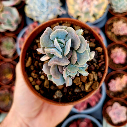 Echeveria "Cubic Frost" variegata