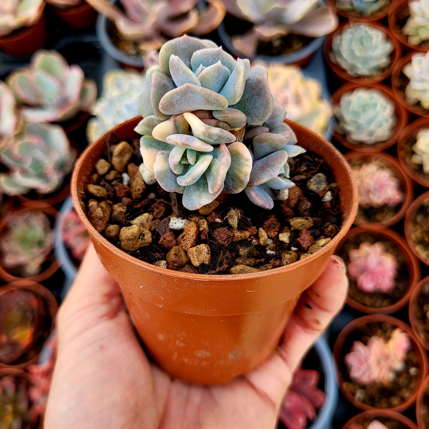 Echeveria "Cubic Frost" variegata