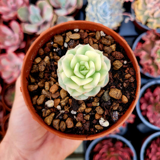 Echeveria « Nicksana » panaché