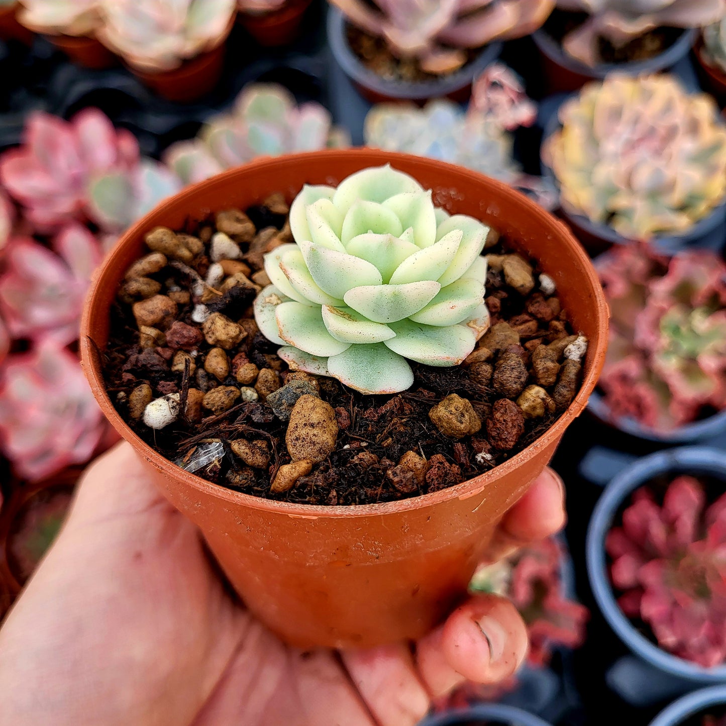 Echeveria « Nicksana » panaché