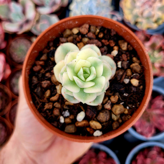 Echeveria « Nicksana » panaché