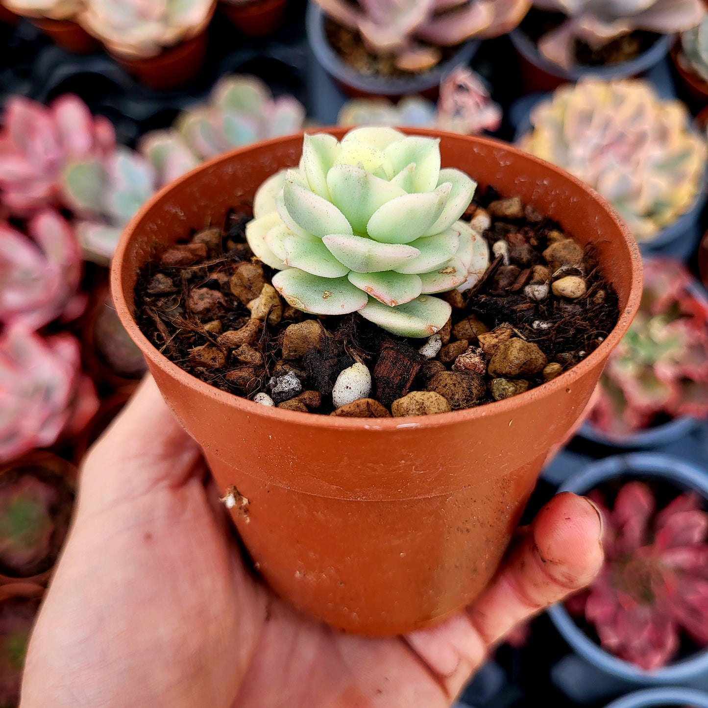 Echeveria "Nicksana" variegada