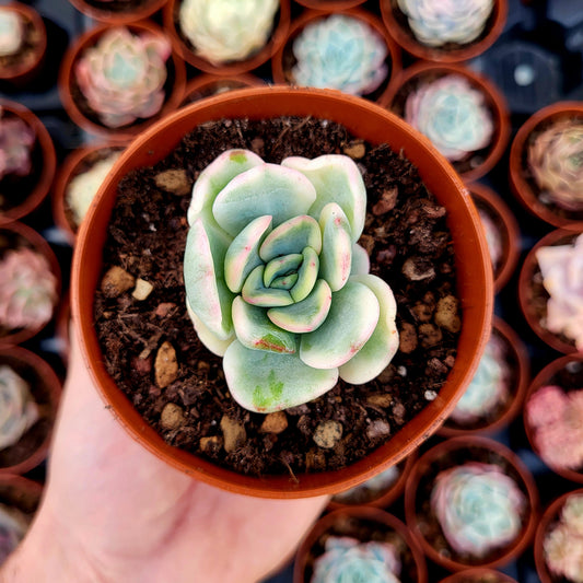 Pachyveria "Worthy One" variegata