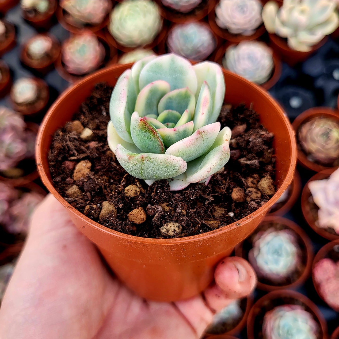 Pachyveria "Worthy One" variegata