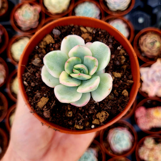 Pachyveria "Worthy One" variegata
