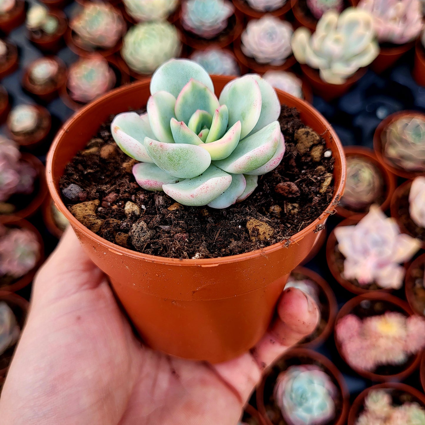 Pachyveria "Worthy One" variegata