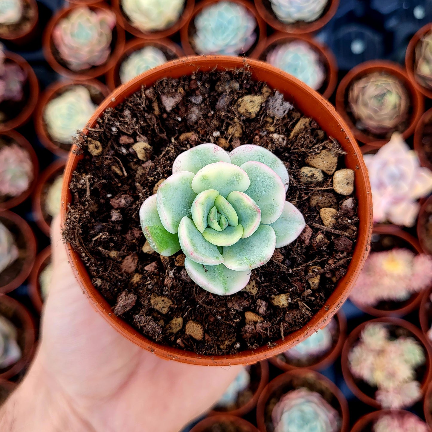 Pachyveria "Worthy One" variegata