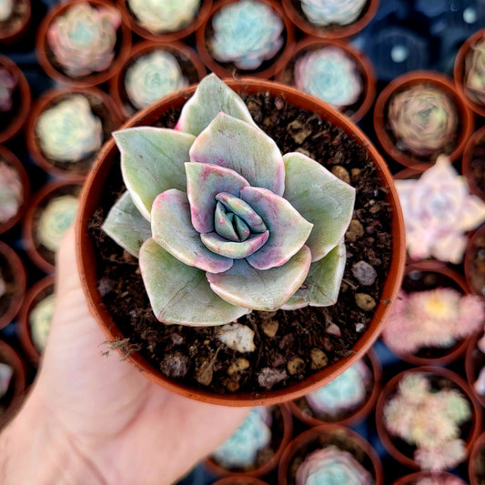 Graptoveria "Albert Baynes" variegata