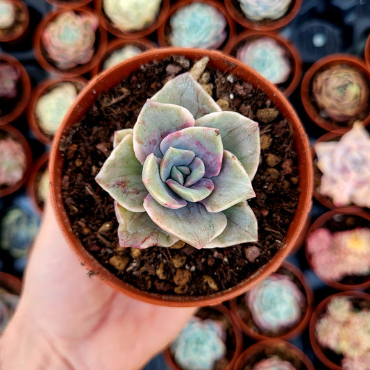 Graptoveria "Albert Baynes" variegata