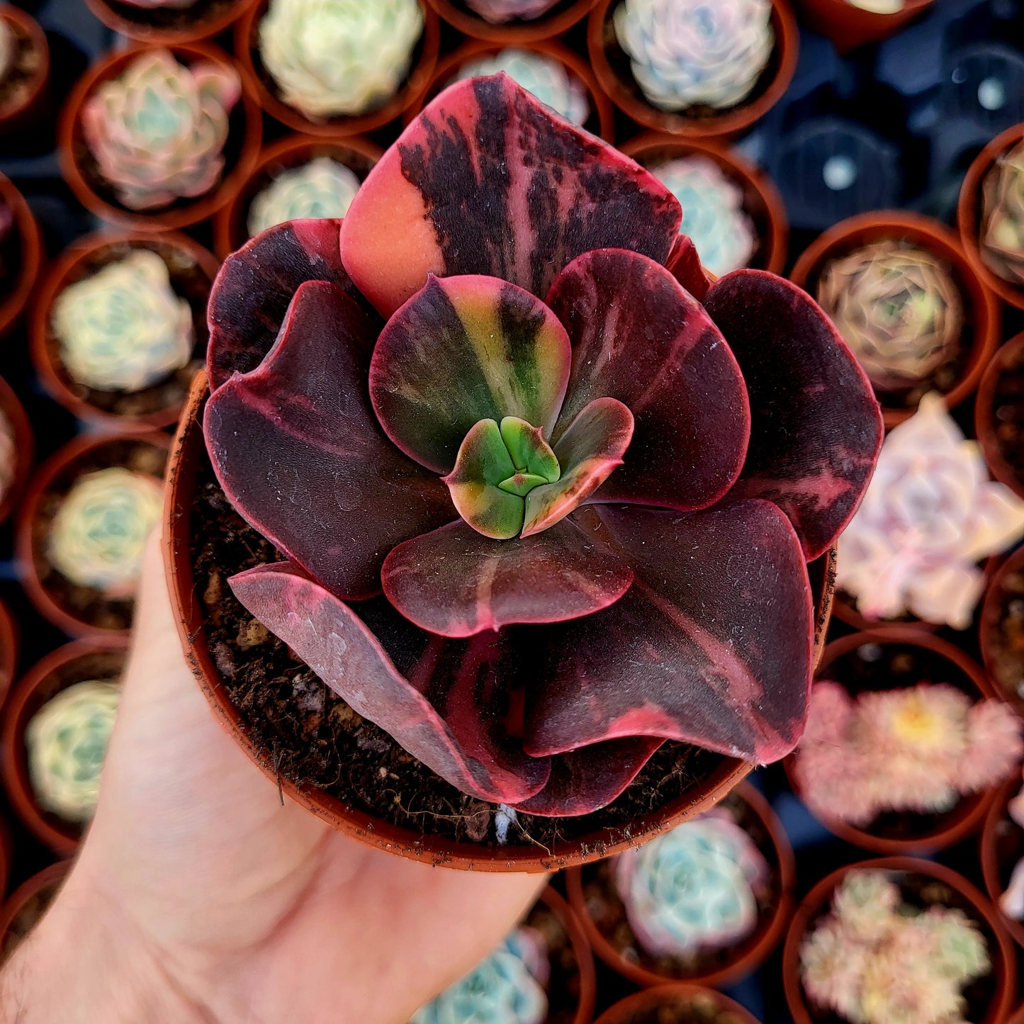 Echeveria "Prima Donna" variegada