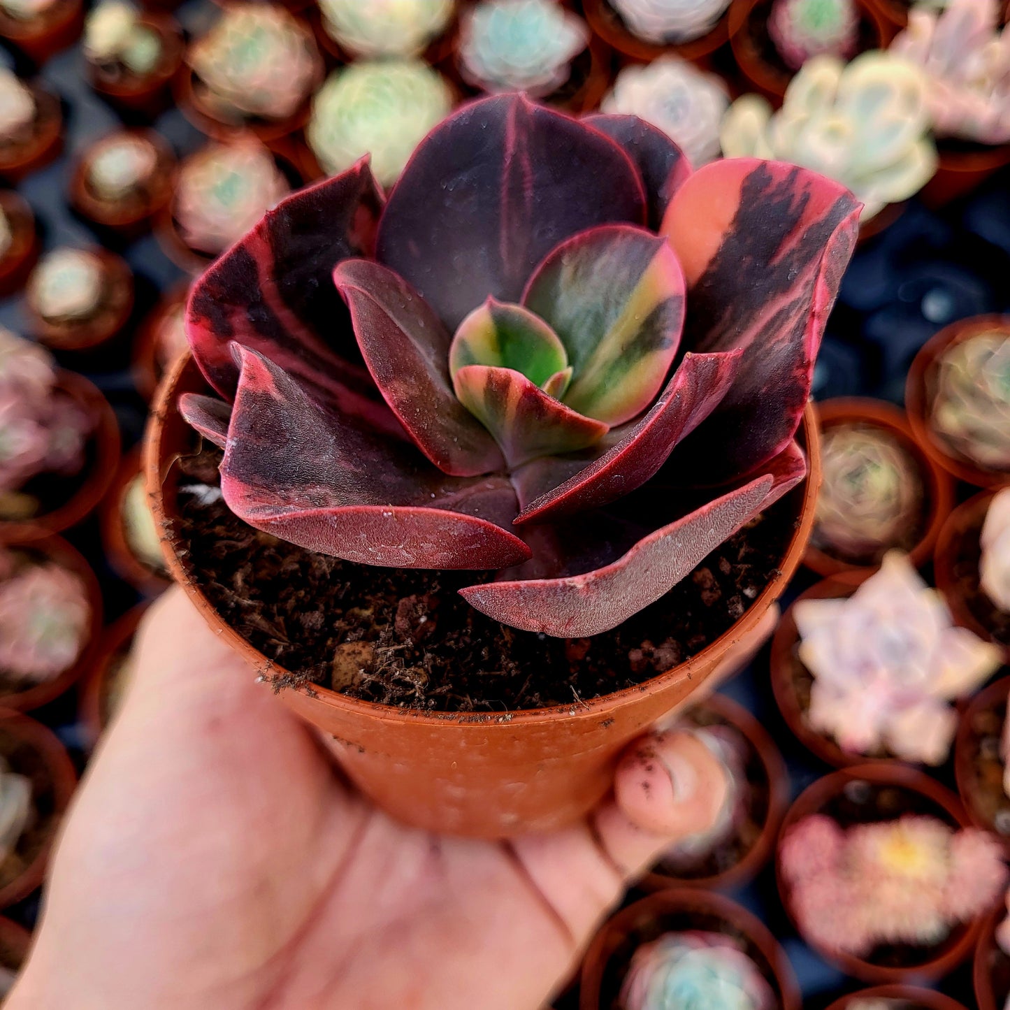 Echeveria "Prima Donna" variegada