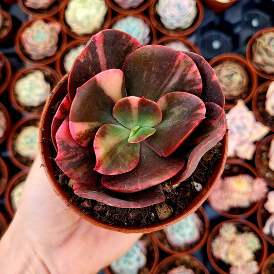 Echeveria "Prima Donna" panachée
