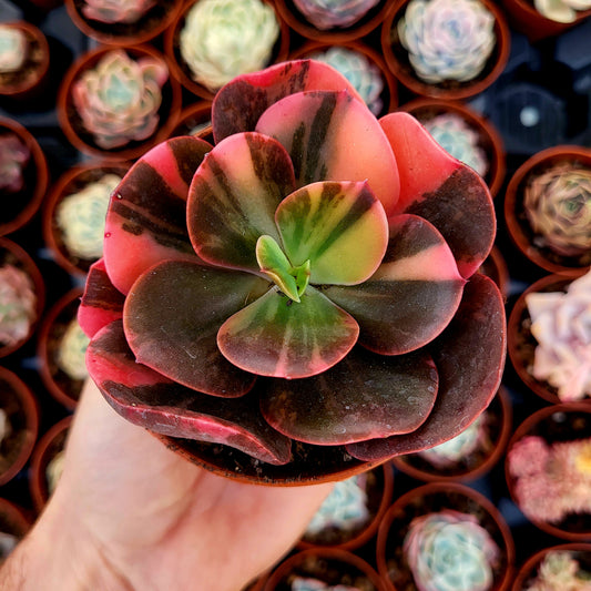 Echeveria "Prima Donna" panachée