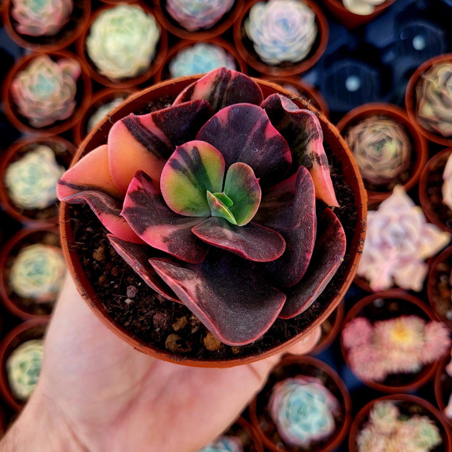 Echeveria "Prima Donna" panachée