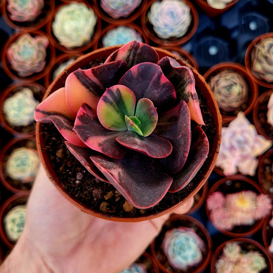 Echeveria "Prima Donna" panachée