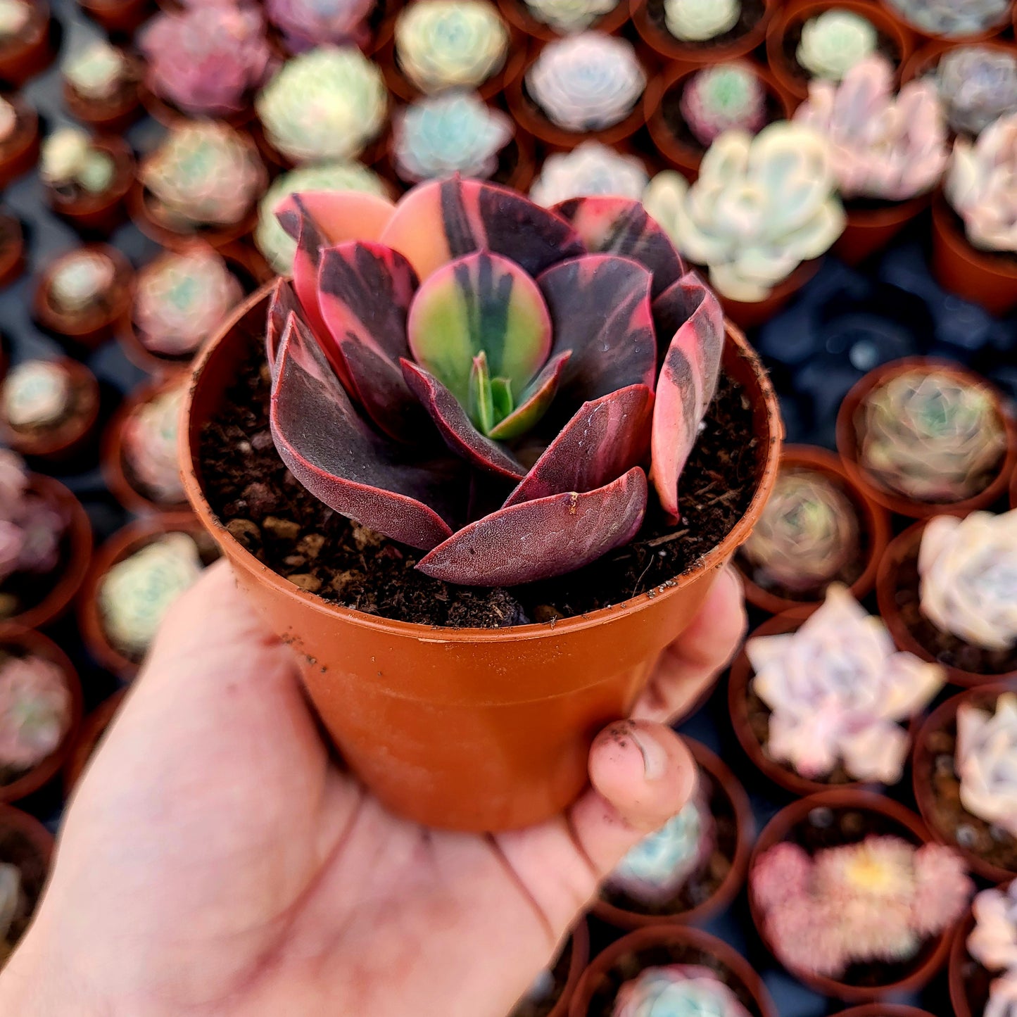 Echeveria "Prima Donna" panachée