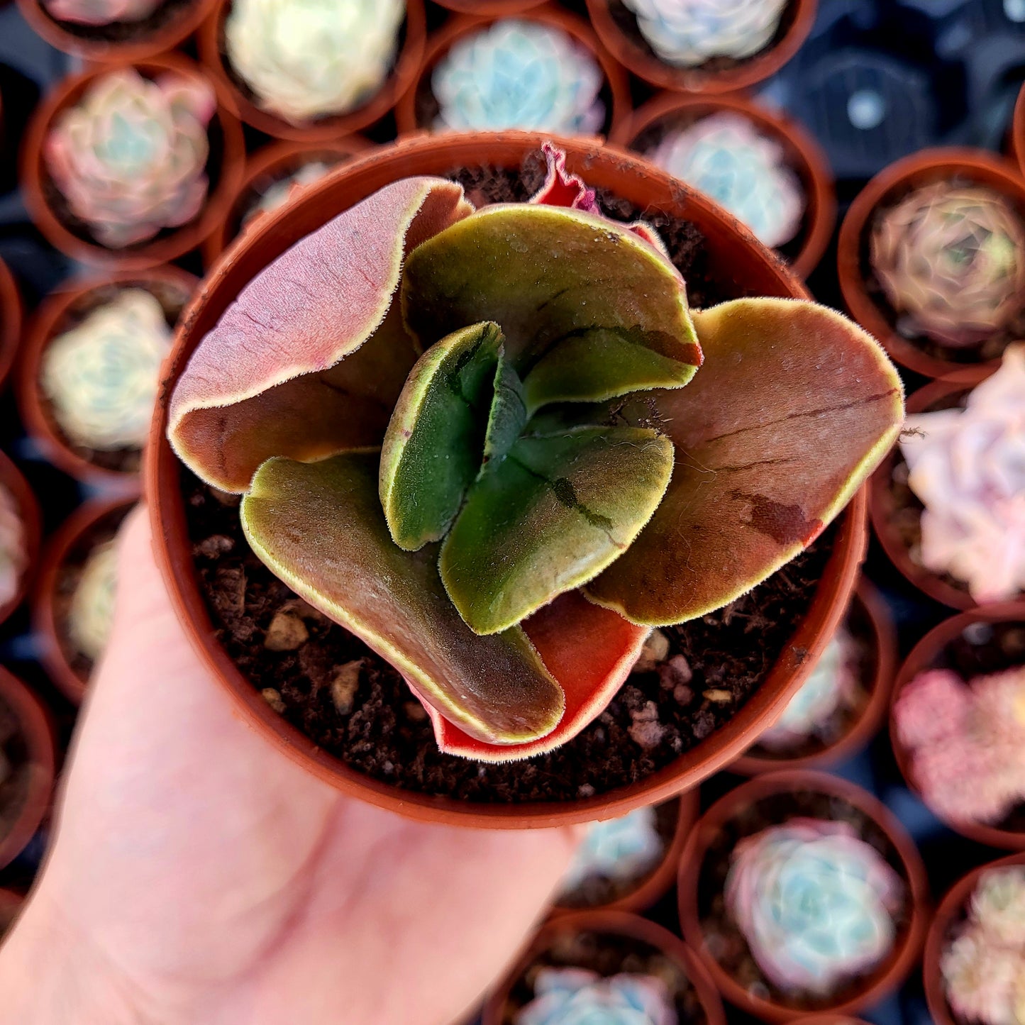 Echeveria fimbriata variegata