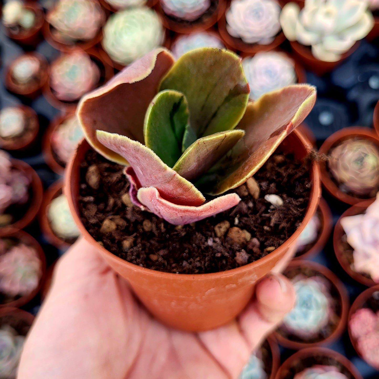 Echeveria fimbriata variegata