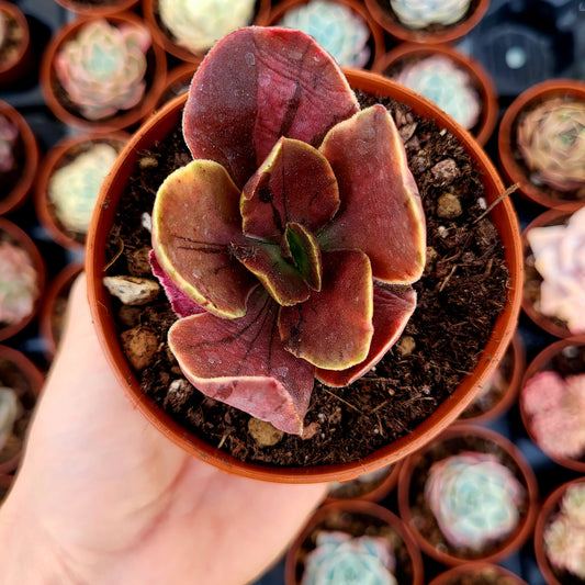 Echeveria fimbriata variegata