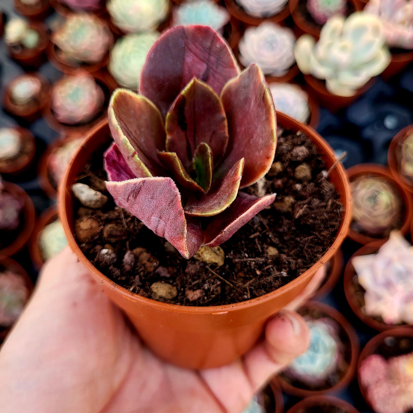 Echeveria fimbriata variegata
