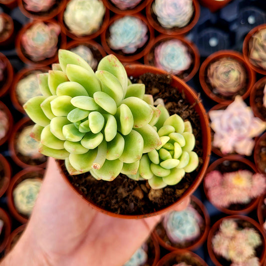 Sedum "Alice Evans" variegato