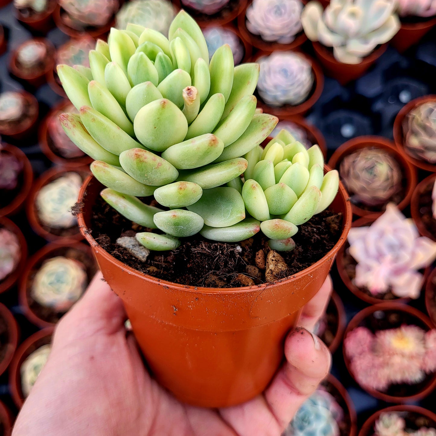 Sedum "Alice Evans" variegato