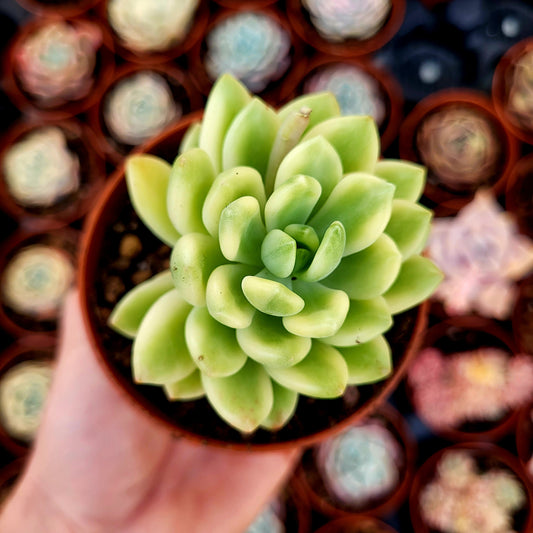 Sedum "Alice Evans" variegato
