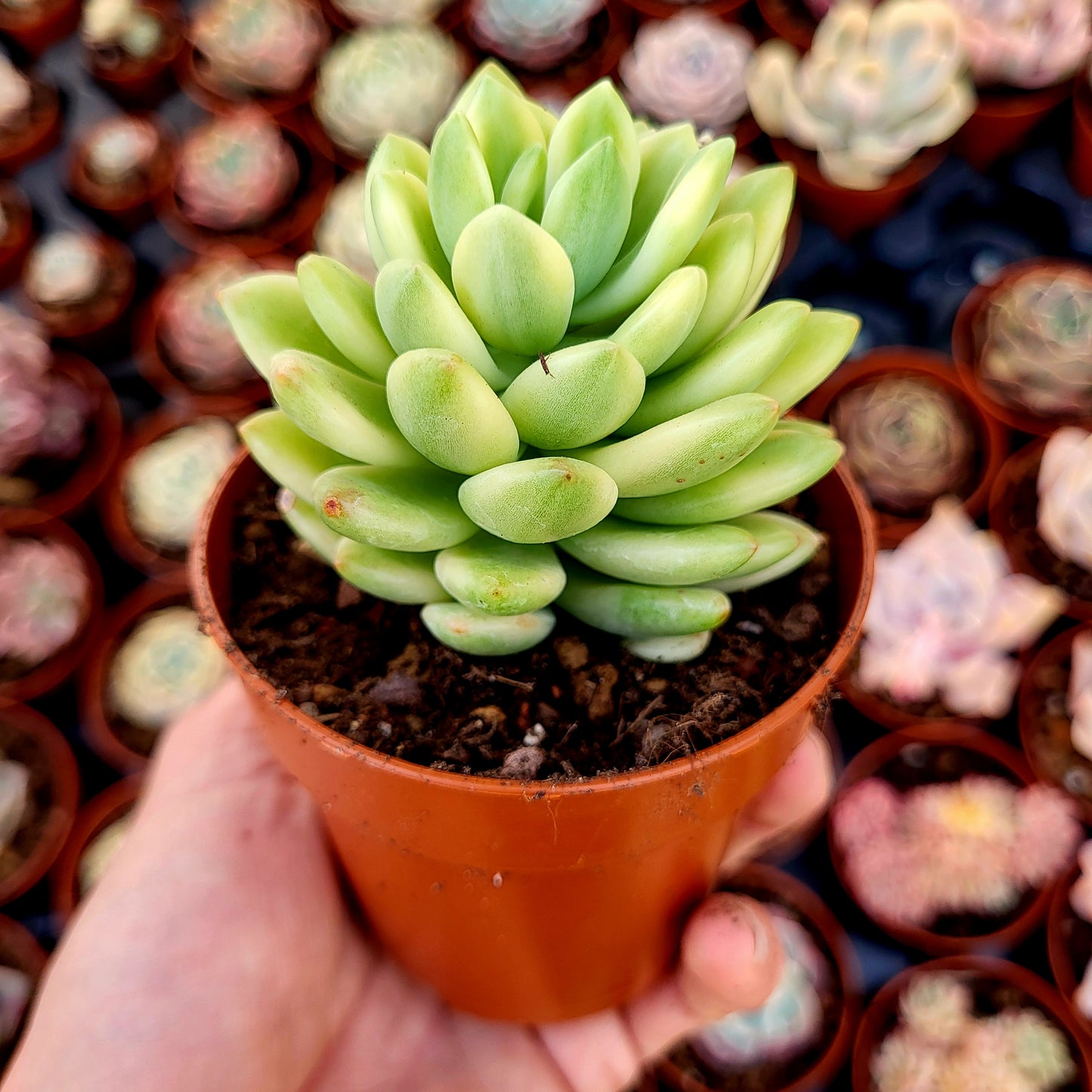 Sedum "Alice Evans" variegato