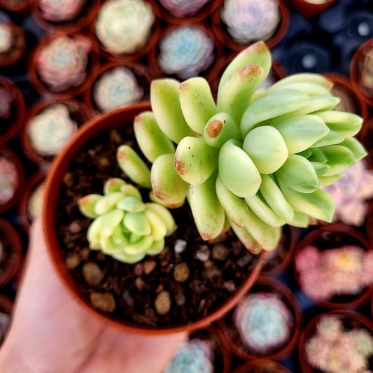 Sedum "Alice Evans" variegato