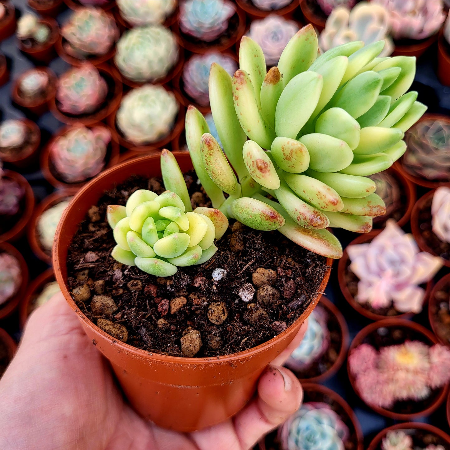 Sedum "Alice Evans" variegato