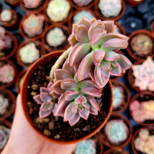 Graptosedum "Bronzo" variegato