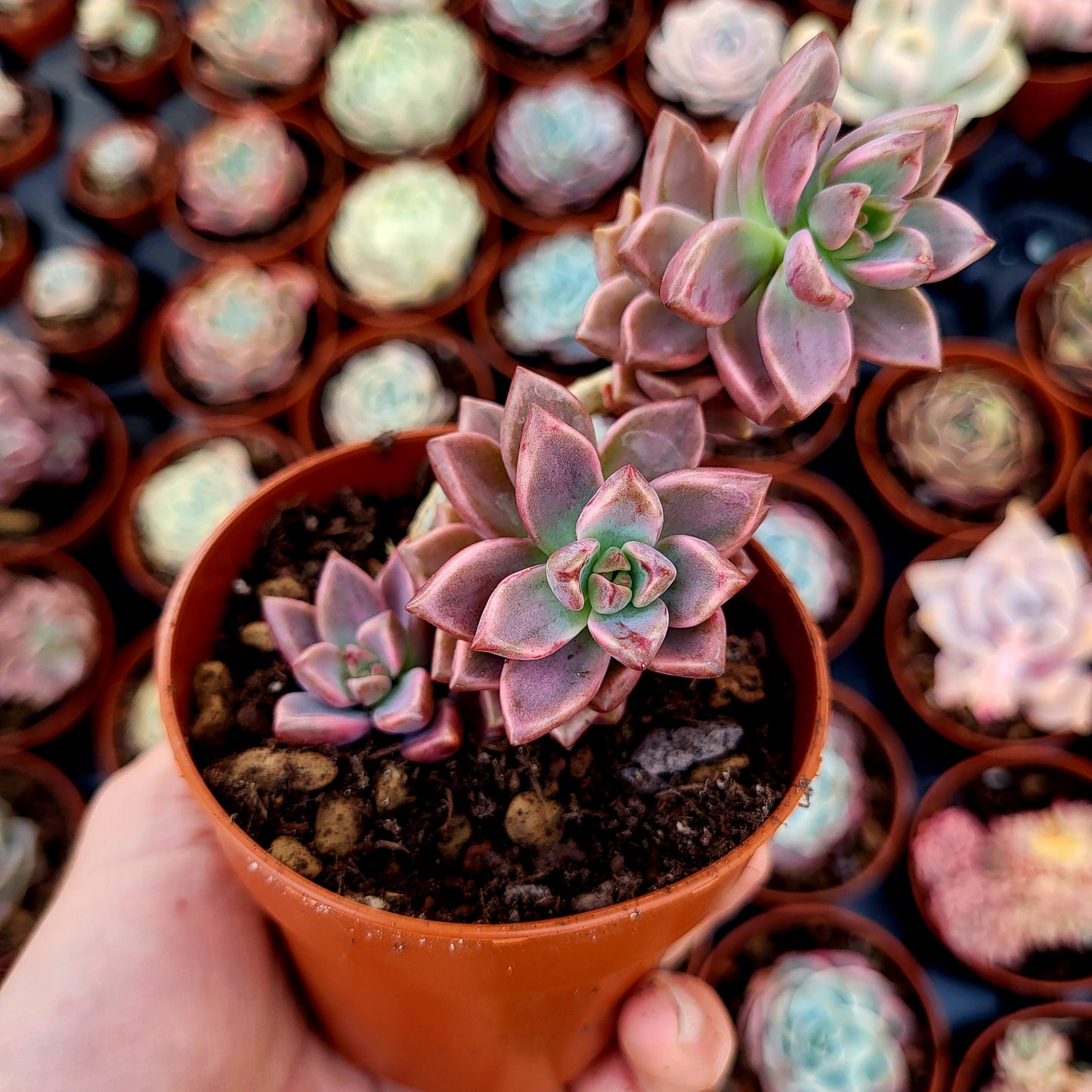 Graptosedum "Bronze" variegado