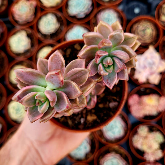 Graptosedum "Bronzo" variegato