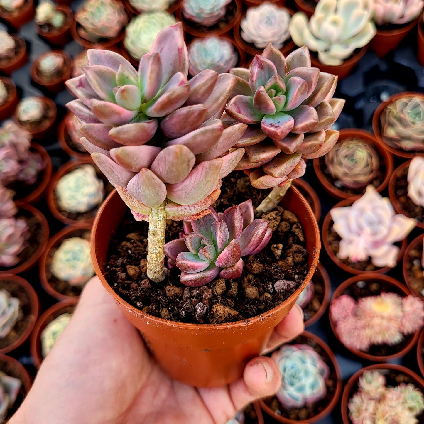 Graptosedum "Bronzo" variegato