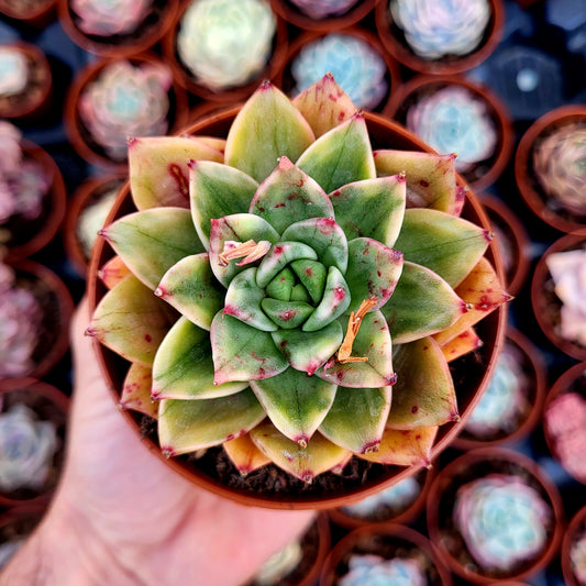 Echeveria "Leopard" panaché